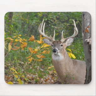 Whitetail Buck In Forest Mouse Pad