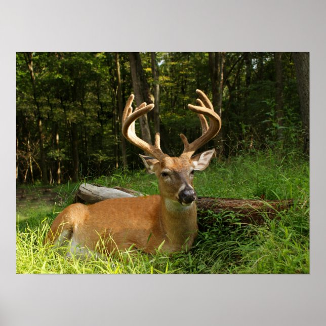 Whitetail Buck In Velvet 10 Point Poster (Front)