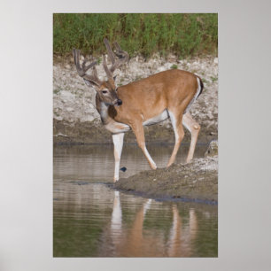 Whitetail Buck in Velvet Poster