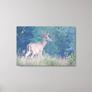 Whitetail Buck Nature Portrait Canvas Print