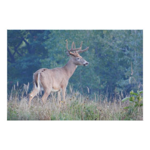 Whitetail Buck Nature Portrait  Poster