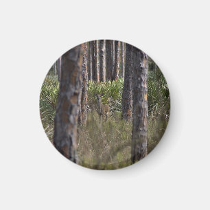 Whitetail Buck photo magnet