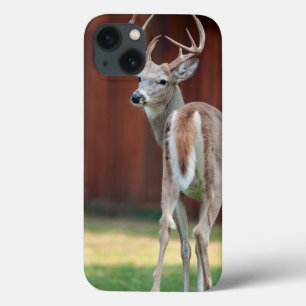 Whitetail Buck portrait, Missoula, Montana iPhone 13 Case