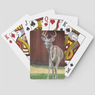 Whitetail Buck portrait, Missoula, Montana Playing Cards