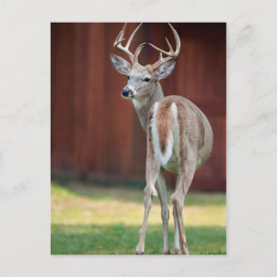 Whitetail Buck portrait, Missoula, Montana Postcard