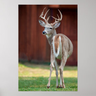 Whitetail Buck portrait, Missoula, Montana Poster