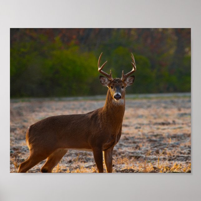 Whitetail Buck Poster (Front)