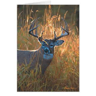 Whitetail Deer
