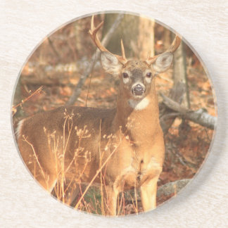 Whitetail Deer Buck Coaster