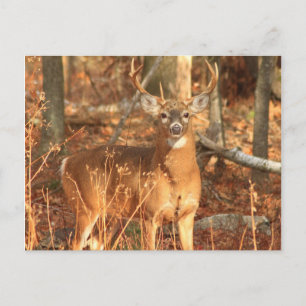 Whitetail Deer Buck Postcard