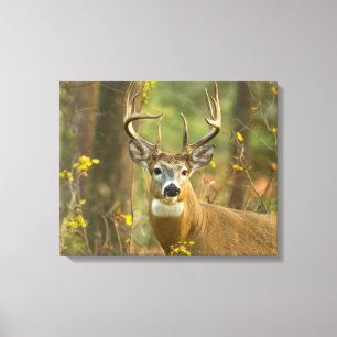 Whitetail Deer Buck Whitefish, Montana Canvas Print