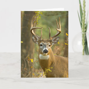 Whitetail Deer Buck   Whitefish, Montana Card