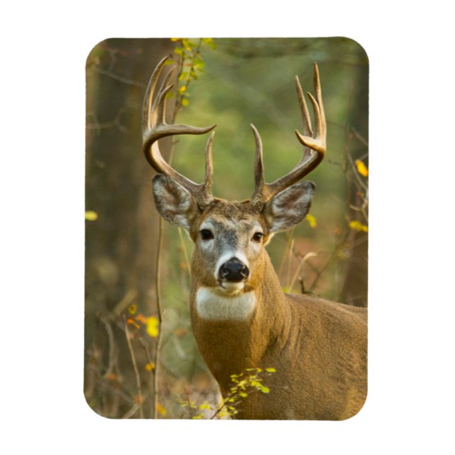 Whitetail Deer Buck | Whitefish, Montana Magnet (Vertical)