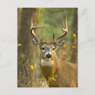 Whitetail Deer Buck   Whitefish, Montana Postcard