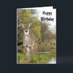 Whitetail Deer by Creek Happy Birthday for Men  Card<br><div class="desc">Here is the perfect birthday card for that special guy that loves nature or hunting. The card has an inside greeting,  that you may change to your own text.</div>