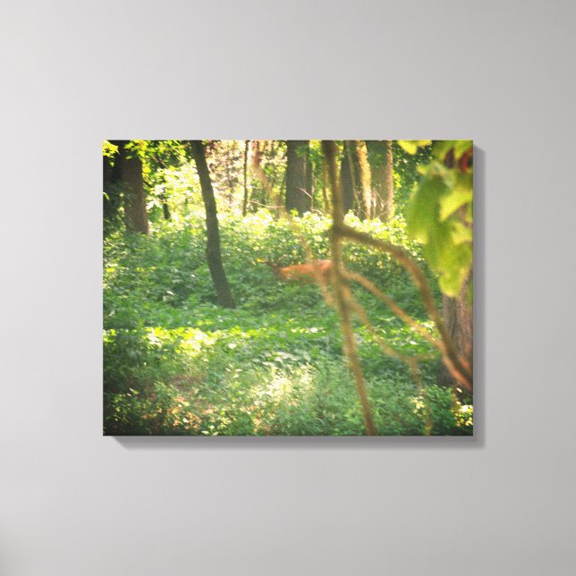 Whitetail deer canvas print (Front)