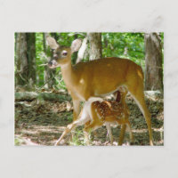 Whitetail Deer - Doe and Fawn Postcard