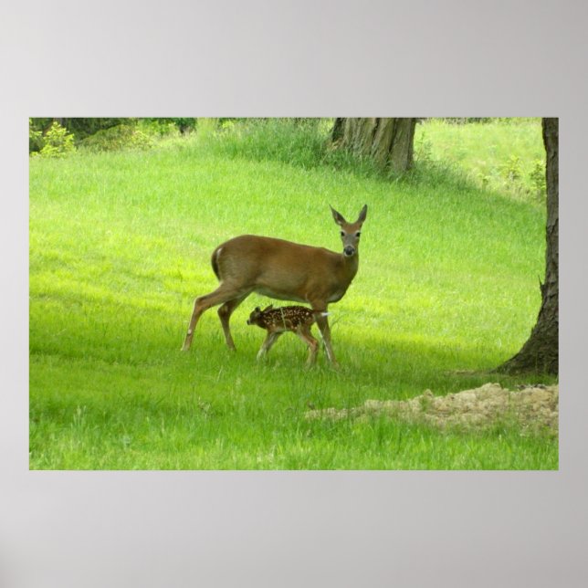 WhiteTail Deer (Doe and Fawn) Poster (Front)