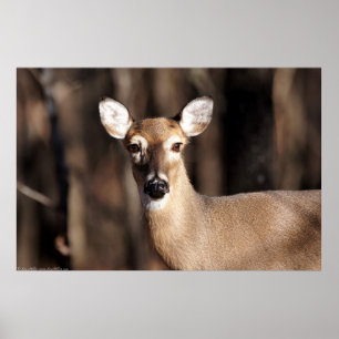 Whitetail Deer Doe In Winter Forest Poster