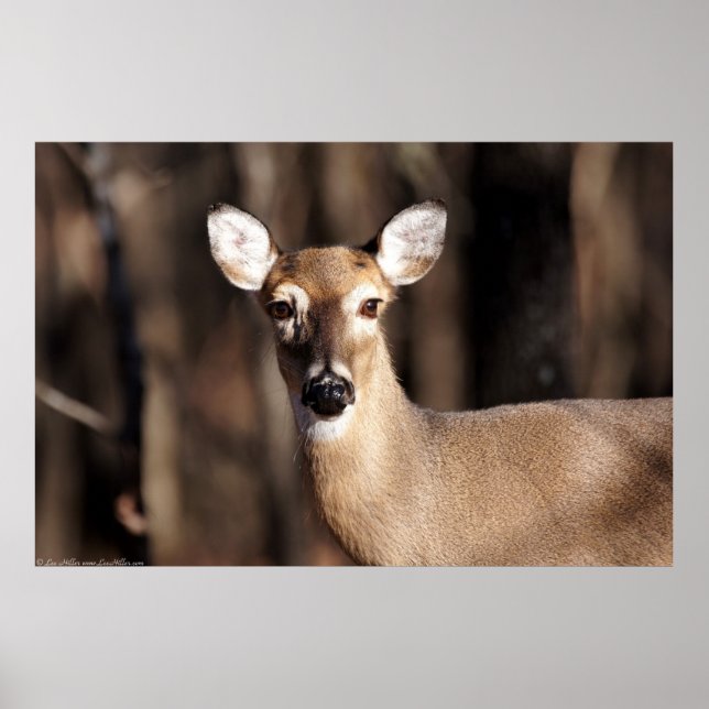 Whitetail Deer Doe In Winter Forest Poster (Front)