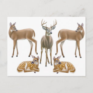 Whitetail Deer Family Postcard