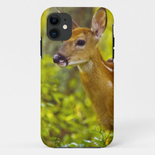 Whitetail deer fawn in Whitefish, Montana, USA iPhone 11 Case