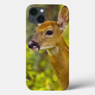 Whitetail deer fawn in Whitefish, Montana, USA iPhone 13 Case