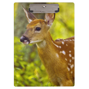 Whitetail deer fawn in Whitefish, Montana, USA Clipboard
