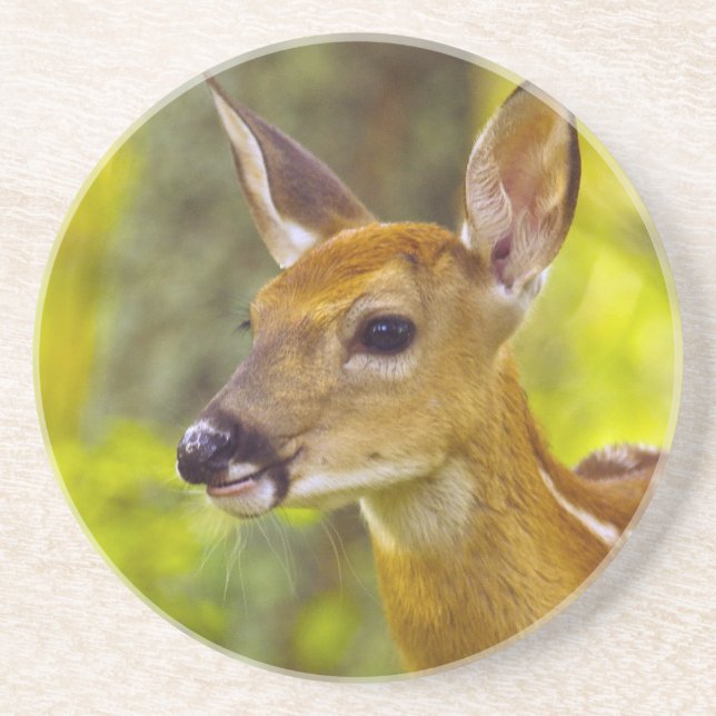 Whitetail deer fawn in Whitefish, Montana, USA Coaster (Front)