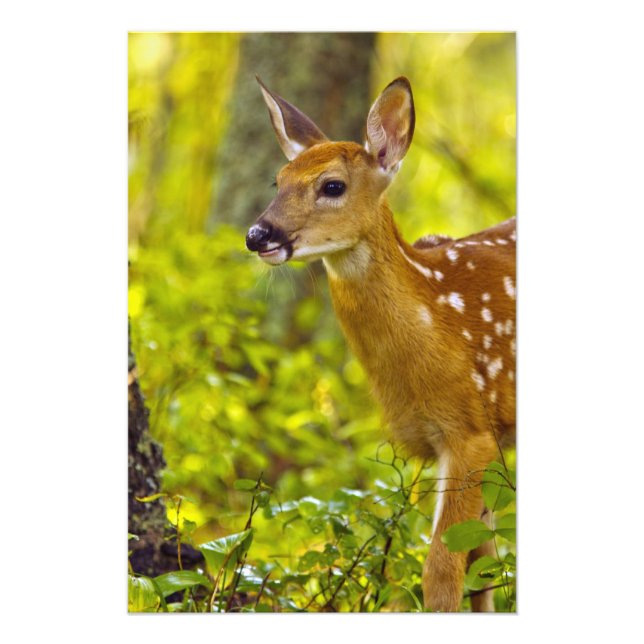 Whitetail deer fawn in Whitefish, Montana, USA Photo Print (Front)