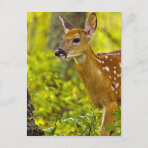 Whitetail deer fawn in Whitefish, Montana, USA Postcard