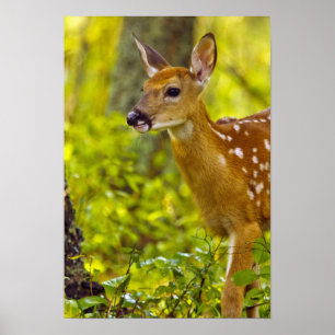 Whitetail deer fawn in Whitefish, Montana, USA Poster