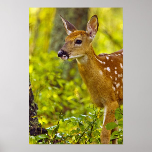 Whitetail deer fawn in Whitefish, Montana, USA Poster (Front)