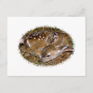 Whitetail Deer Fawn Postcard
