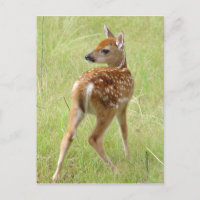 Whitetail Deer Fawn Postcard 6