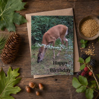 Whitetail Deer Grazing at Dusk Happy Birthday