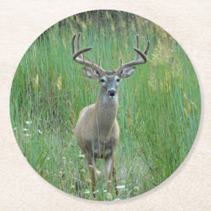 Whitetail Deer in Meadow Paper Coaster