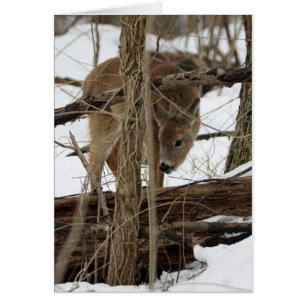 Whitetail Deer In Snow