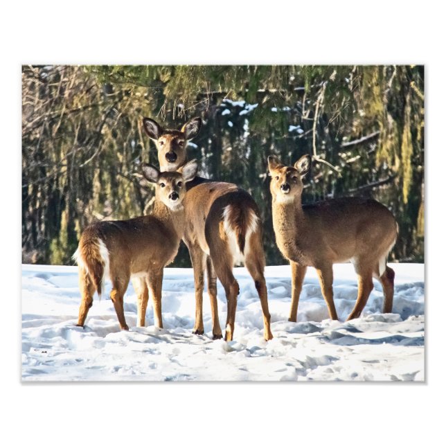Whitetail Deer in Snow Photo Print (Front)