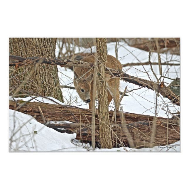 Whitetail Deer In Snow Photo Print (Front)