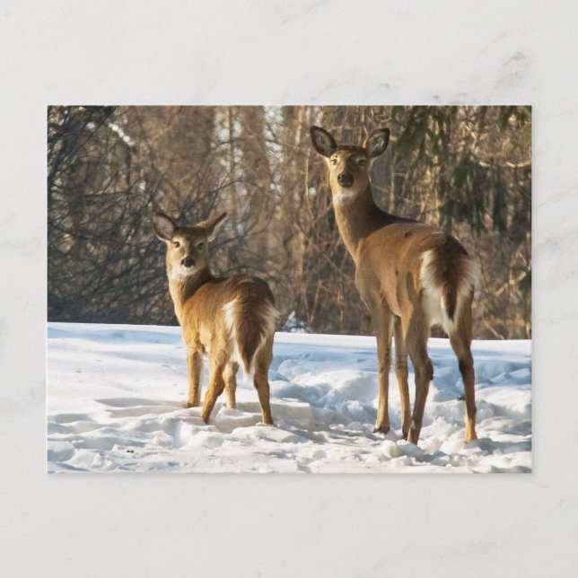 Whitetail Deer in Snow Postcard (Front)