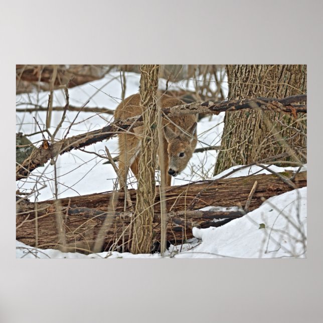 Whitetail Deer In Snow Poster (Front)