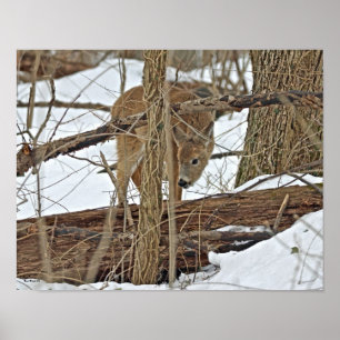 Whitetail Deer In Snow Poster