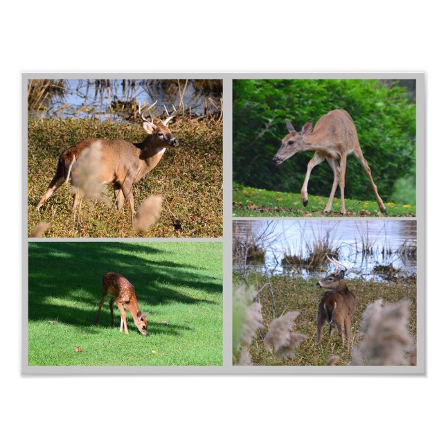 Whitetail Deer Photo Collage Print (Front)