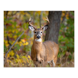 whitetail deer photo print