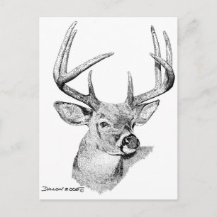 Whitetail Deer Postcard