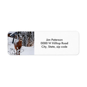 Whitetail Deer Return Address Labels