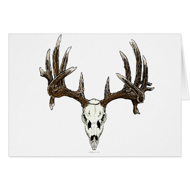 Whitetail deer skull 1 (Front Horizontal)
