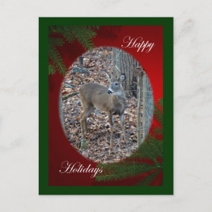 Whitetail Deer Spike Buck Happy Holidays Series Holiday Postcard