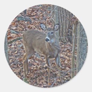 Whitetail Deer Spike Buck Series Classic Round Sticker